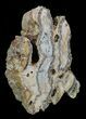 Mammoth Molar Slice With Case - South Carolina #58321-3
